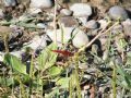 Crocothemis erythraea